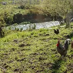 Oasis